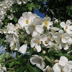 Růže pnoucí 'Kiftsgate' - Rosa PN filipes 'Kiftsgate'