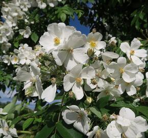 Růže pnoucí 'Kiftsgate'