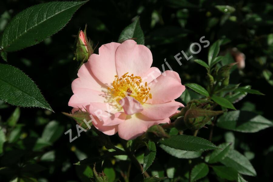 Růže pnoucí 'Open Arms' - Rosa PN 'Open Arms'