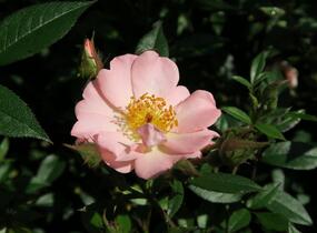 Růže pnoucí 'Open Arms' - Rosa PN 'Open Arms'