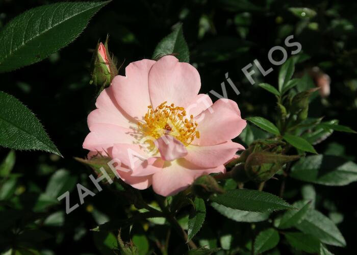 Růže pnoucí 'Open Arms' - Rosa PN 'Open Arms'
