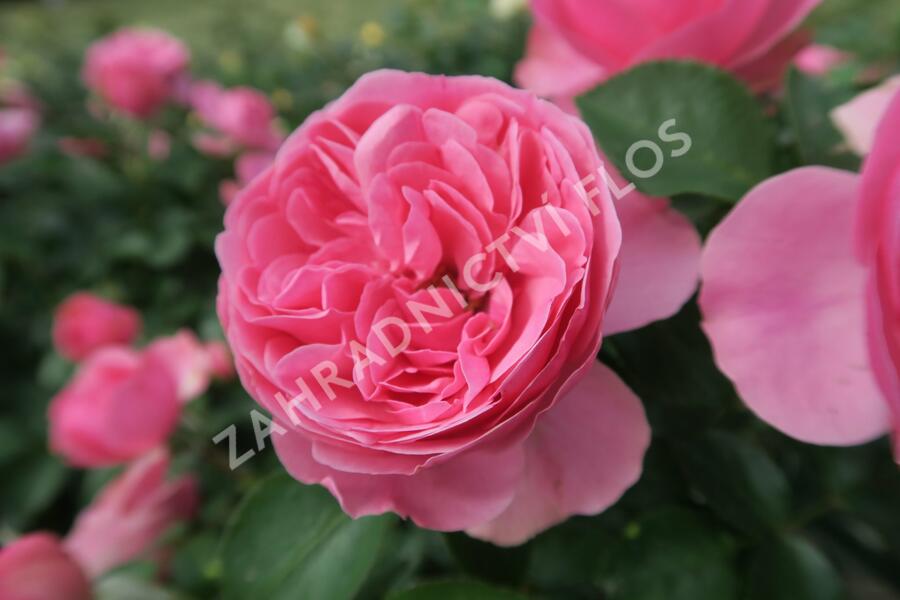 Růže mnohokvětá Meilland 'Leonardo da Vinci' - Rosa MK 'Leonardo da Vinci'