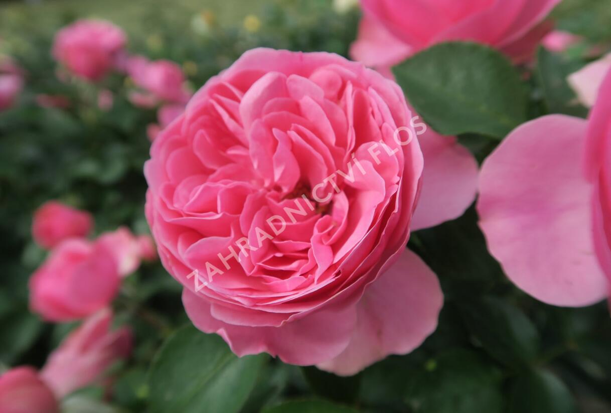 Růže mnohokvětá Meilland 'Leonardo da Vinci' - Rosa MK 'Leonardo da Vinci'