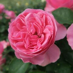 Růže mnohokvětá Meilland 'Leonardo da Vinci' - Rosa MK 'Leonardo da Vinci'