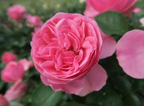 Růže mnohokvětá Meilland 'Leonardo da Vinci' - Rosa MK 'Leonardo da Vinci'