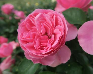 Růže mnohokvětá Meilland 'Leonardo da Vinci'