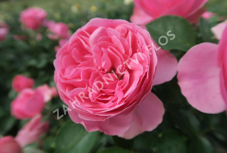 Růže mnohokvětá Meilland 'Leonardo da Vinci' - Rosa MK 'Leonardo da Vinci'