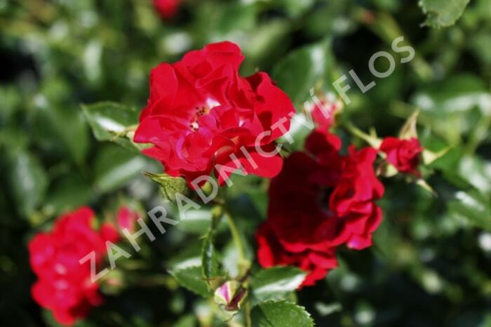 Růže pnoucí Horner 'Rambling Rosie' - Rosa PN 'Rambling Rosie'