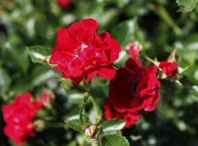 Růže pnoucí Horner 'Rambling Rosie' - Rosa PN 'Rambling Rosie'