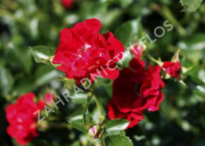 Růže pnoucí Horner 'Rambling Rosie' - Rosa PN 'Rambling Rosie'