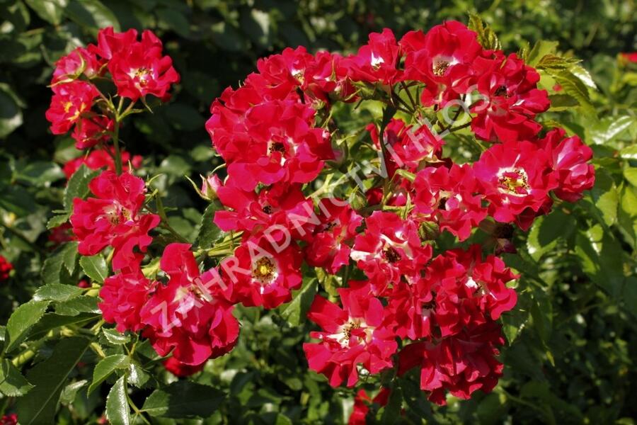 Růže pnoucí Horner 'Rambling Rosie' - Rosa PN 'Rambling Rosie'