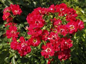 Růže pnoucí Horner 'Rambling Rosie' - Rosa PN 'Rambling Rosie'