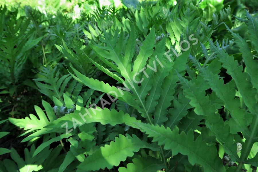 Zavřitec citlivý - Onoclea sensibilis