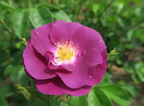 Růže parková 'Rhapsody in Blue' - Rosa S 'Rhapsody in Blue'