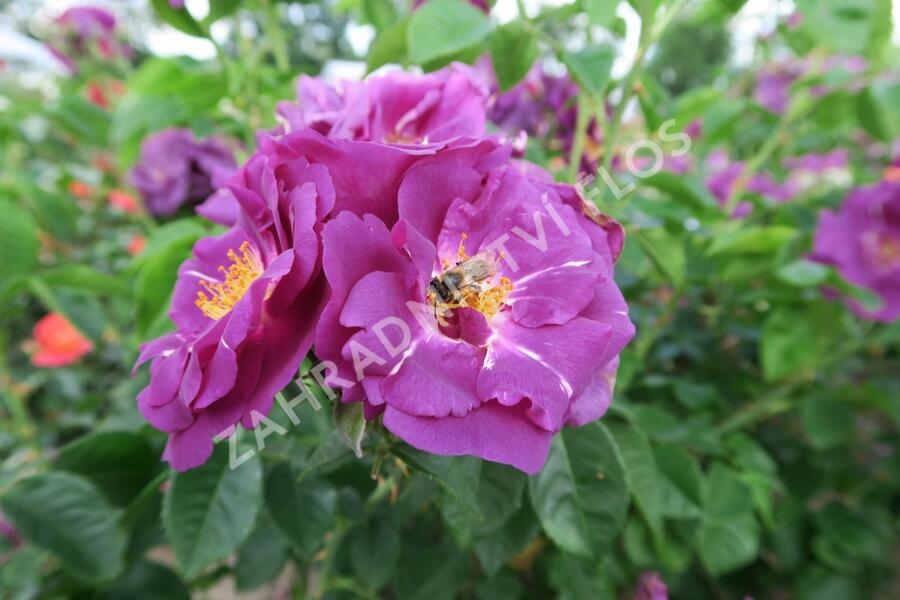 Růže parková 'Rhapsody in Blue' - Rosa S 'Rhapsody in Blue'