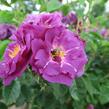 Růže parková 'Rhapsody in Blue' - Rosa S 'Rhapsody in Blue'