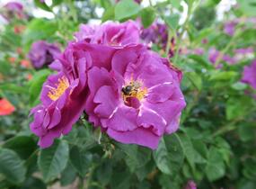 Růže parková 'Rhapsody in Blue' - Rosa S 'Rhapsody in Blue'