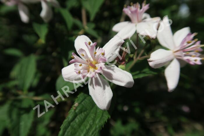 Trojpuk zvrhlý 'Mont Rose' - Deutzia 'Mont Rose'