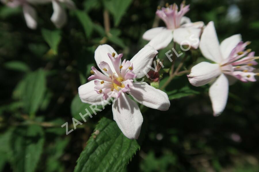 Trojpuk zvrhlý 'Mont Rose' - Deutzia 'Mont Rose'