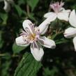 Trojpuk zvrhlý 'Mont Rose' - Deutzia 'Mont Rose'