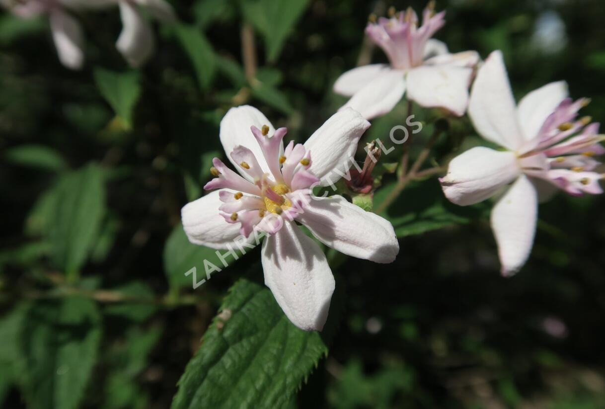 Trojpuk zvrhlý 'Mont Rose' - Deutzia 'Mont Rose'