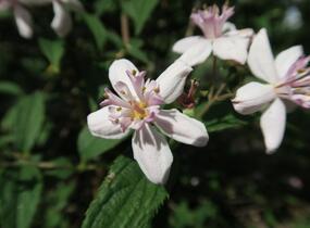 Trojpuk zvrhlý 'Mont Rose' - Deutzia 'Mont Rose'