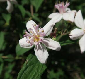 Trojpuk zvrhlý 'Mont Rose' - Deutzia 'Mont Rose'