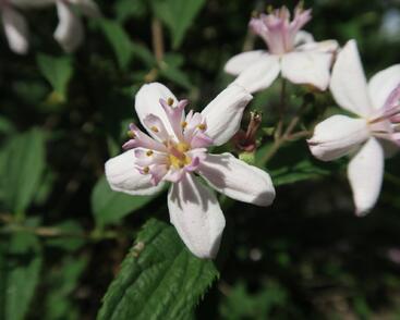 Trojpuk zvrhlý 'Mont Rose'