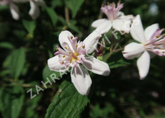 Trojpuk zvrhlý 'Mont Rose' - Deutzia 'Mont Rose'