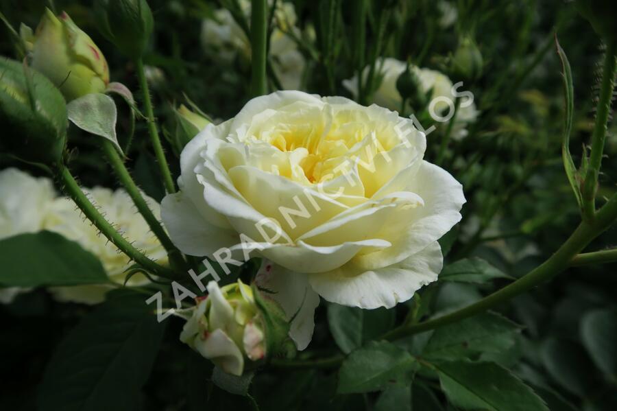 Anglická růže Davida Austina 'The Pilgrim' - Rosa S 'The Pilgrim'