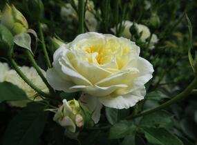 Růže anglická David Austin 'The Pilgrim' - Rosa S 'The Pilgrim'