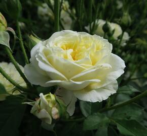 Anglická růže Davida Austina 'The Pilgrim' - Rosa S 'The Pilgrim'
