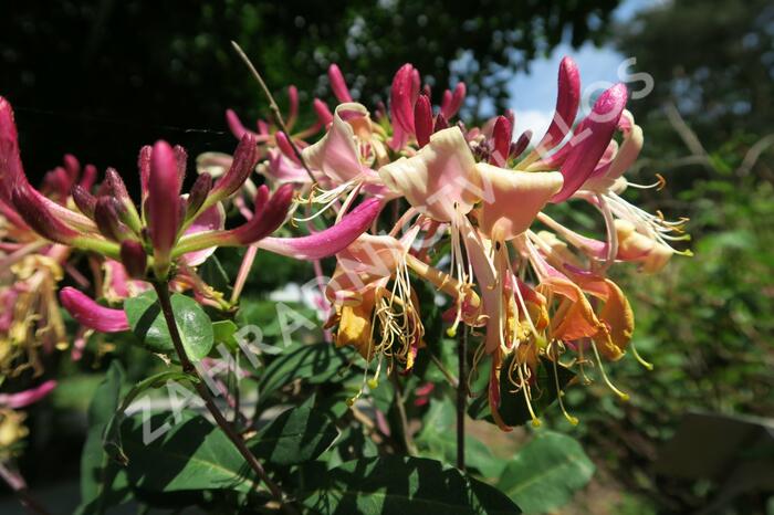 Zimolez ovíjivý 'Serotina' - Lonicera periclymenum 'Serotina'