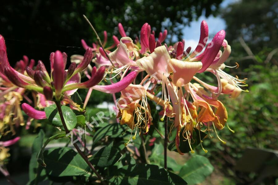 Zimolez ovíjivý 'Serotina' - Lonicera periclymenum 'Serotina'