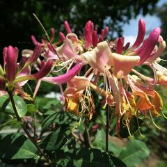 Zimolez ovíjivý 'Serotina' - Lonicera periclymenum 'Serotina'