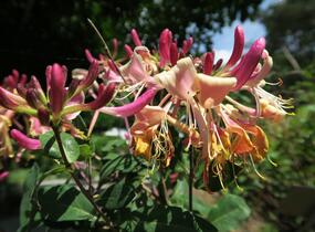 Zimolez ovíjivý 'Serotina' - Lonicera periclymenum 'Serotina'