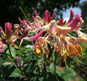 Zimolez ovíjivý 'Serotina' - Lonicera periclymenum 'Serotina'