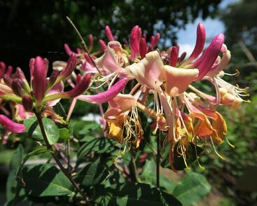 Zimolez ovíjivý 'Serotina'