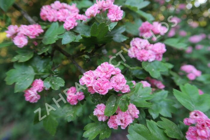 Hloh obecný 'Plena' - Crataegus laevigata 'Plena'