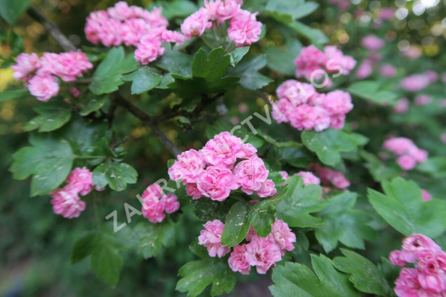 Hloh obecný 'Plena' - Crataegus laevigata 'Plena'