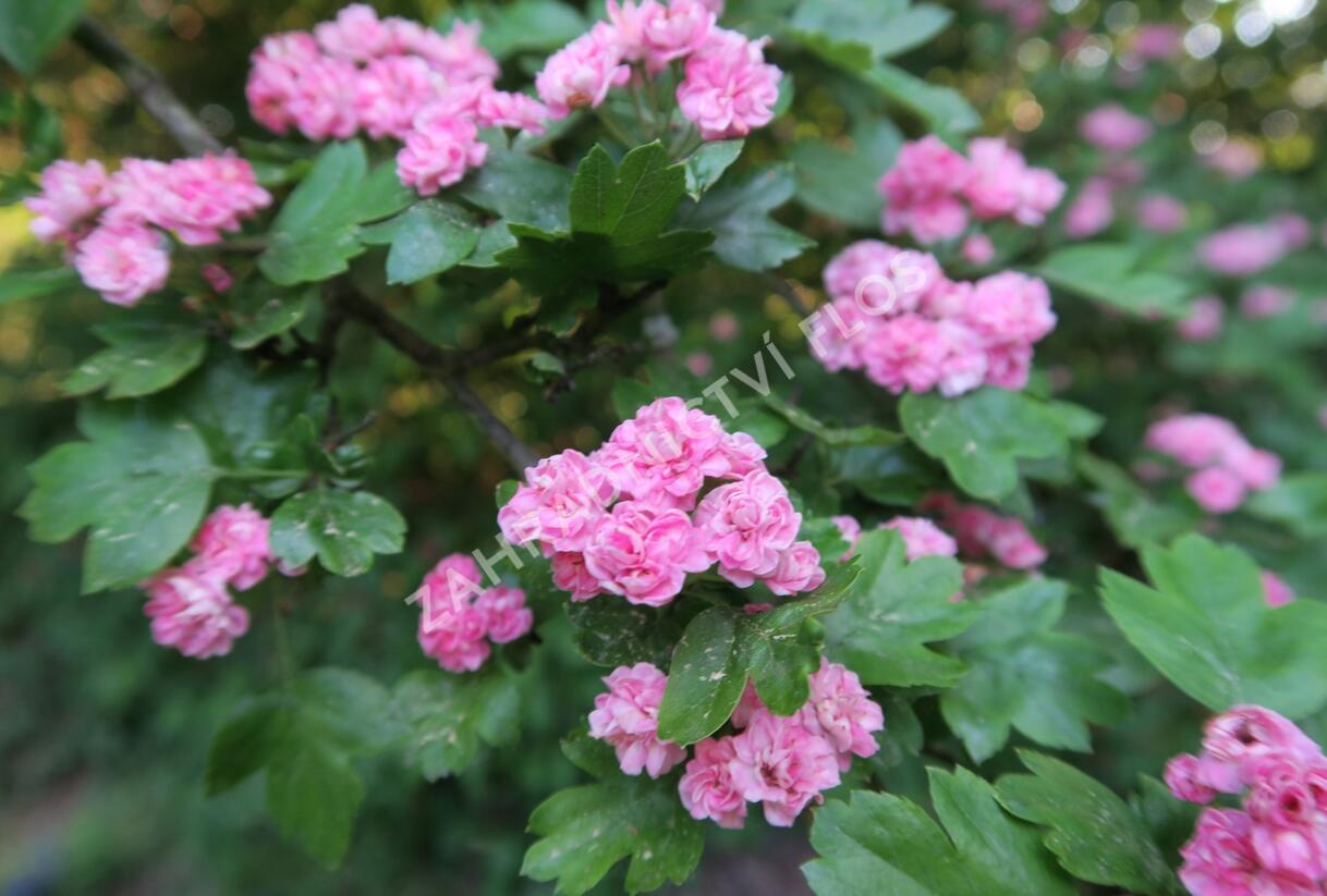 Hloh obecný 'Plena' - Crataegus laevigata 'Plena'
