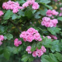 Hloh obecný 'Plena' - Crataegus laevigata 'Plena'