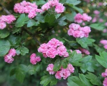 Hloh obecný 'Plena'