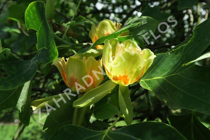 Liliovník tulipánokvětý - Liriodendron tulipifera