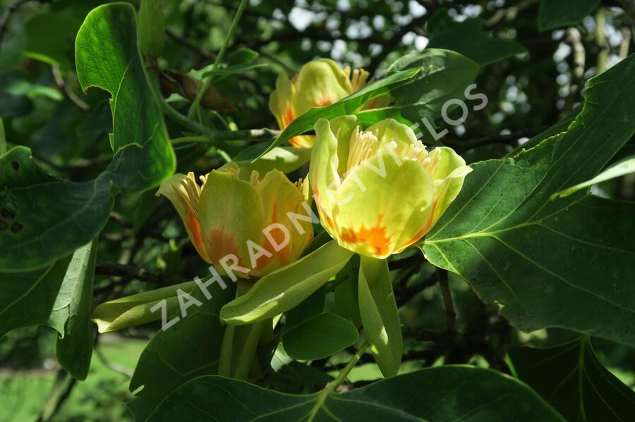 Liliovník tulipánokvětý - Liriodendron tulipifera