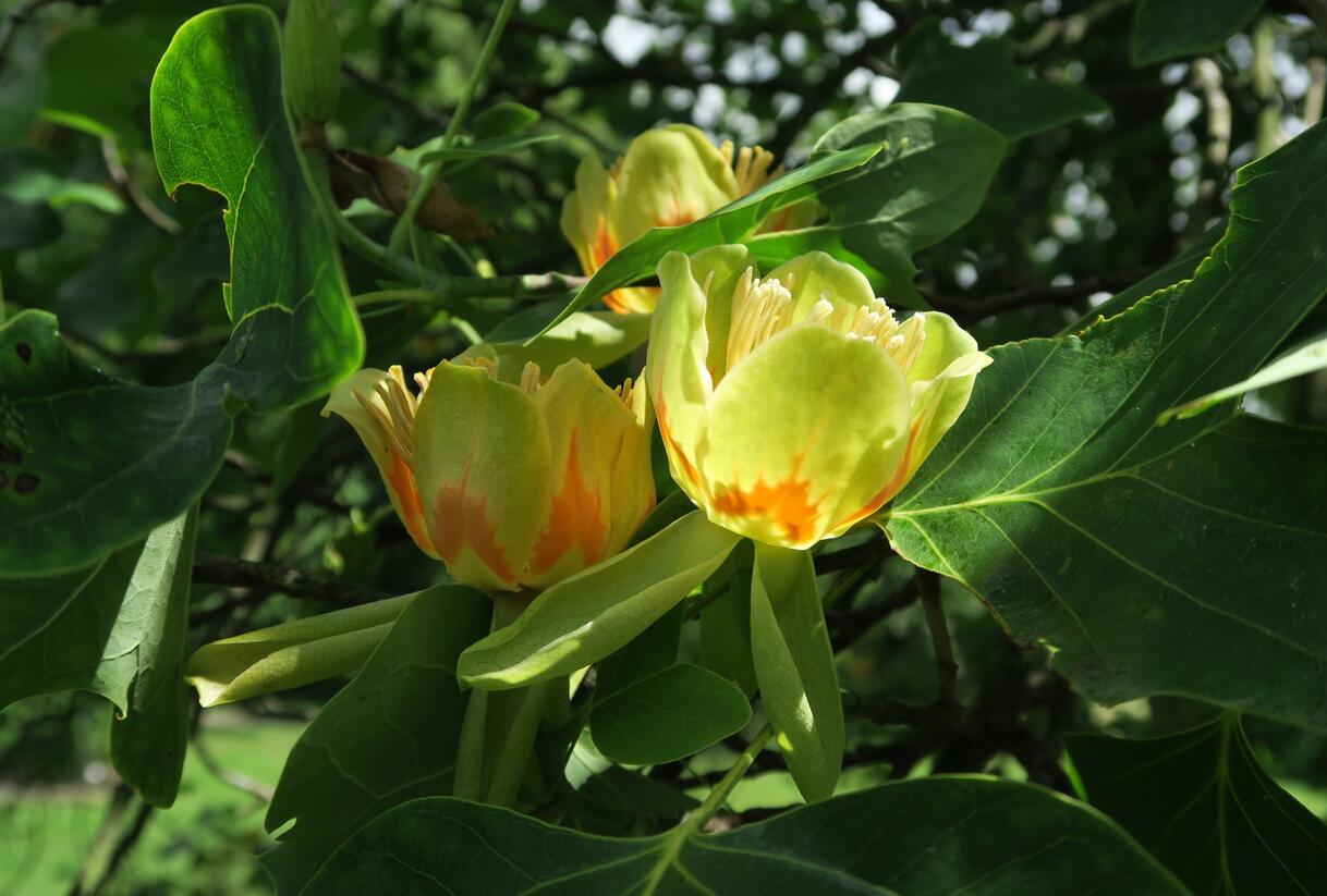 Liliovník tulipánokvětý - Liriodendron tulipifera