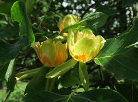 Liliovník tulipánokvětý - Liriodendron tulipifera