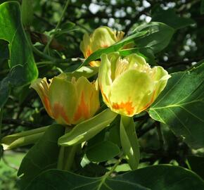 Liliovník tulipánokvětý - Liriodendron tulipifera