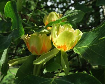 Liliovník tulipánokvětý