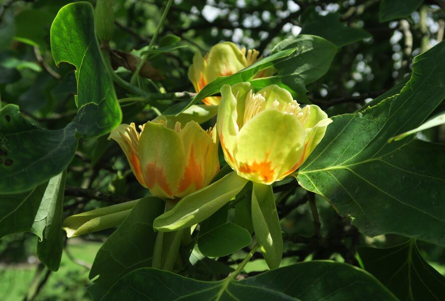 Liliovník tulipánokvětý - Liriodendron tulipifera